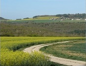 Grandes cultures : elles couvrent 8 821 ha du site Natura 2000, essentiellement sur les plateaux qui présentent les terres les plus fertiles. Les cultures principales sont le blé, l’orge et le colza