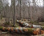 Sylviculture : les forêts couvrent 60 % de la surface du site, dont une part importante de forêts communales et domaniales (54 % des forêts du site). Elles sont constituées majoritairement de feuillus (chênes, hêtres, charmes, érables, etc.) mais aussi de résineux introduits par l’homme (pins noirs, cèdres, etc.).