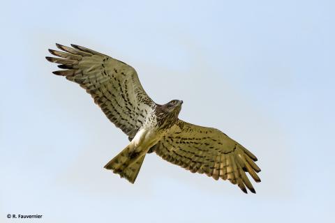 Circaète Jean-le-Blanc en vol