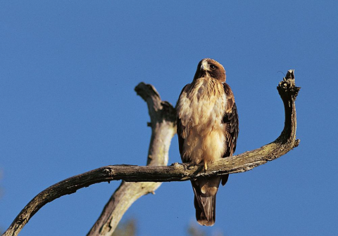 Aigle botté. Auteur : Pierre PETIT