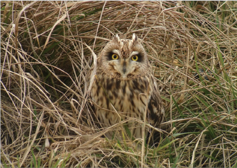 Hibou des marais. Auteur : Fabrice Croset - LPO