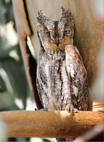 Petit duc Scops. Auteur : Jean Champion - LPO